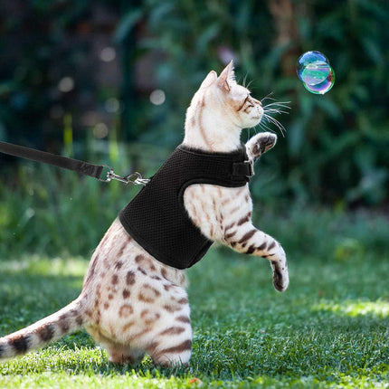 Kattentuigje met Leiband – 2 Meter – Zwart – Comfortabel en Verstelbaar